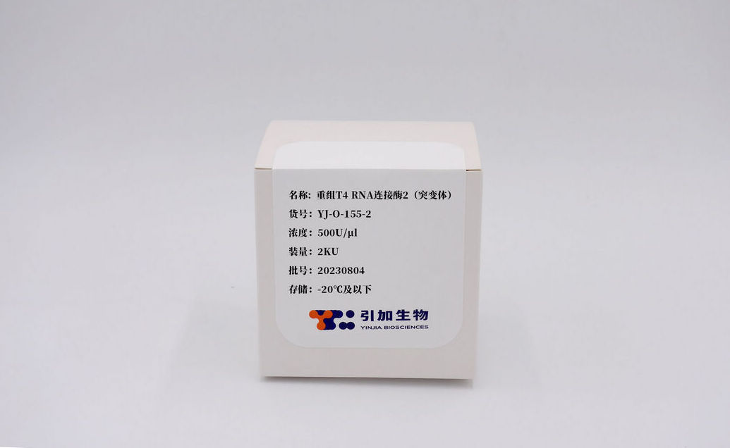 重組 T4 RNA 連接酶2（突變體）